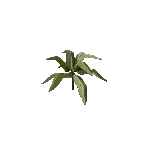 Tropical Plant 4 (Type 1)